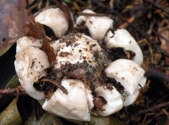 Geastrum fimbriatum?